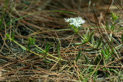 Delosperma inconspicuum