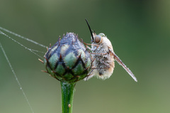 Bombylius posticus