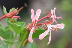 Pelargonium acetosum