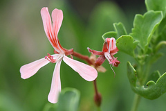 Pelargonium acetosum