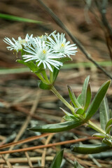 Delosperma inconspicuum