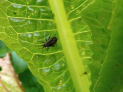 Dionconotus neglectus