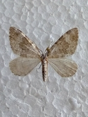 Entephria nobiliaria