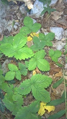 Potentilla micrantha