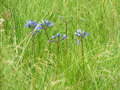 Agapanthus campanulatus