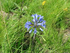 Agapanthus campanulatus