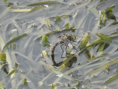 Anax guttatus