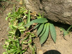 Ledebouria sandersonii