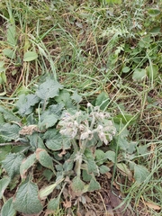 Borago officinalis