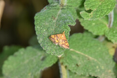Pyrausta aurata