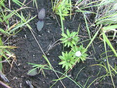 Craterocapsa tarsodes