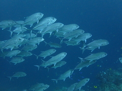 Caranx sexfasciatus