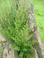 Diospyros austro-africana