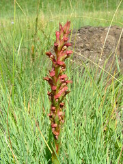 Disa brevicornis