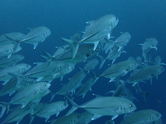 Caranx sexfasciatus