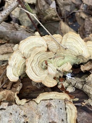 Stereum subtomentosum