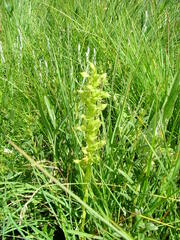 Habenaria lithophila