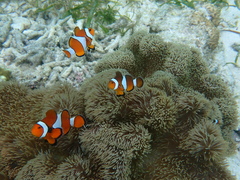 Amphiprion ocellaris