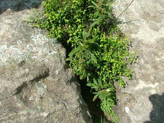 Halleria lucida