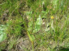 Helichrysum auriceps