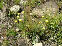 Helichrysum herbaceum