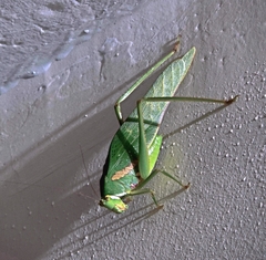 Philophyllia guttulata