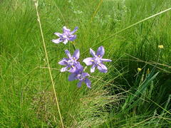 Moraea stricta