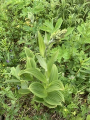 Veratrum viride