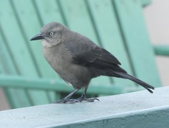 Quiscalus lugubris