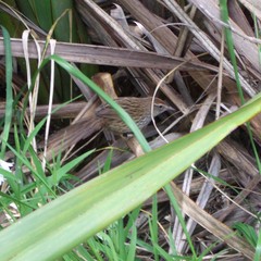 Poodytes punctatus vealeae