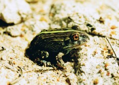 Pyxicephalus adspersus