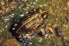 Pyxicephalus