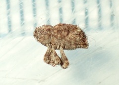 Didymus