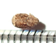Didymus