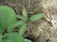 Ledebouria sandersonii