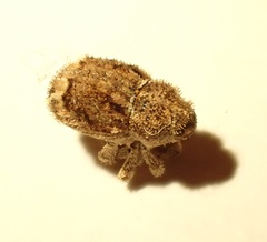 Didymus