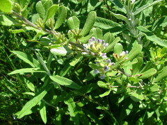 Lotononis lotononoides