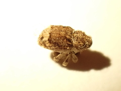 Didymus