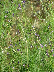 Lotononis sericophylla