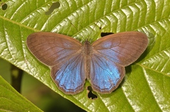Amiga arnaca
