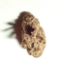 Didymus