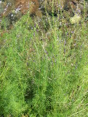 Lotononis sericophylla