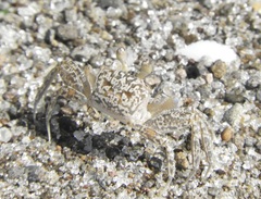Ocypode quadrata