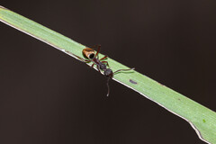 Dolichoderus extensispinus