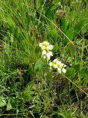 Schizochilus flexuosus