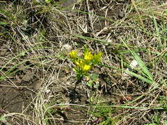 Sebaea sedoides