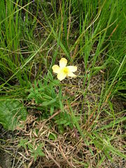 Hypericum aethiopicum