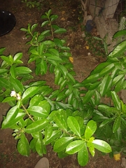 Pereskia