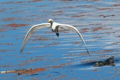 Ardea intermedia plumifera