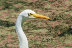 Ardea intermedia plumifera
